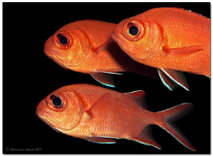 - red guys -
Scarlet Soldierfish (Myripristis pralinia) by Reinhard Arndt 